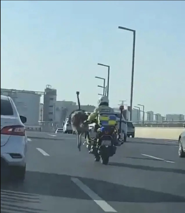 鴕鳥大鬧鄭州，科音達的產品能幫上什么忙？